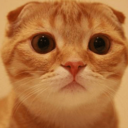 免费梯子外网加速器